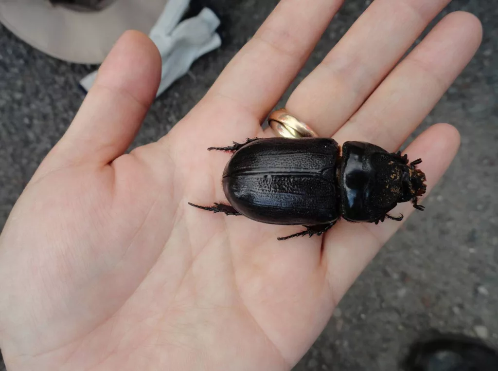 Coconut Rhinoceros Beetle Grubs Found in Waikoloa Village | KWXX - Hilo, HI