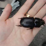 coconut-rhinocerous-beetle-department-of-agriculture-photo