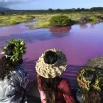 pink-pond-ap