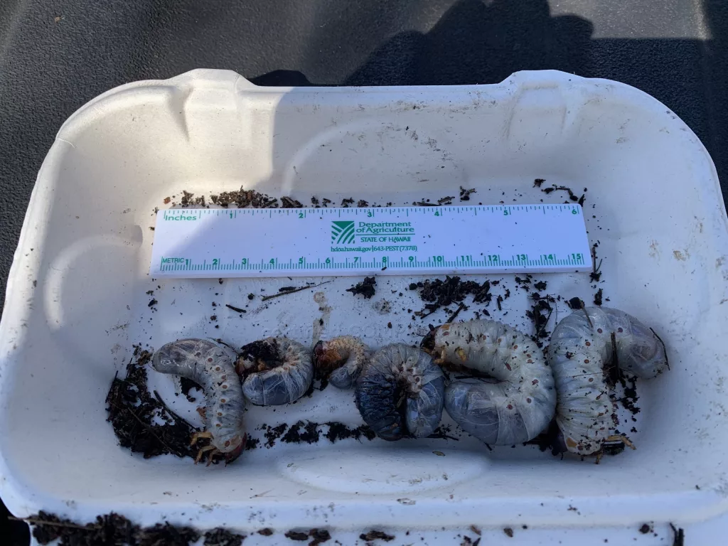 Live Coconut Rhinoceros Beetle Larvae Found on Maui | KWXX - Hilo, HI