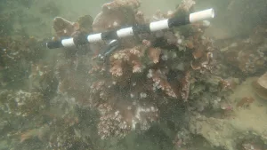 coral-colony-dlnr-photo