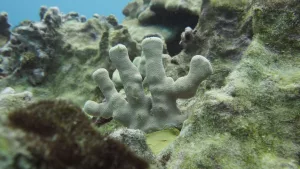 coral-dlnr-photo