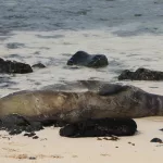 mokulua-monk-seal-dlnr-photo