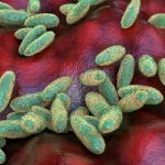 Plague bacteria Yersinia pestis^ scientifically accurate 3D illustration