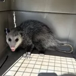 captured-opossum-8-20-24