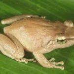 coqui-frog-2024-dlnr-photo