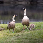 nene-gosling-dlnr-photo