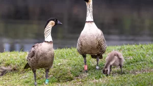 nene-gosling-dlnr-photo