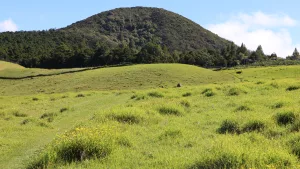 parker-ranch-pasture-dlnr-photo