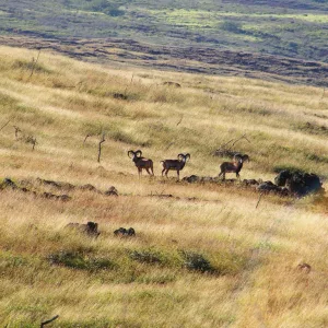 dlnr-animal-control-mouflon