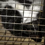 captured-skunk-department-of-agriculture-photo