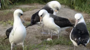 oldest-bird-egg