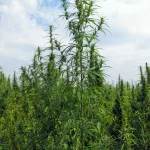 kentucky-hemp-crop