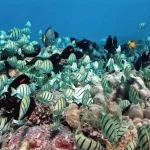 coral-reef-uh-photo