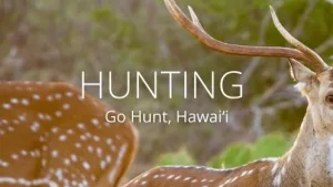 hunting-banner