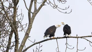 trump-climate-endangered-species