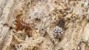 carnivorous-caterpillar-ap-photo