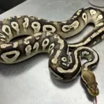 kaimuki-snake-dept-of-ag-photo