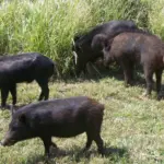 game-mammal-hunting-dlnr-photo