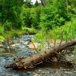 Ruidoso River in Ruidoso^ New Mexico.