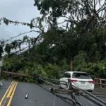kilauea-banyan-tree-hfd-photo1