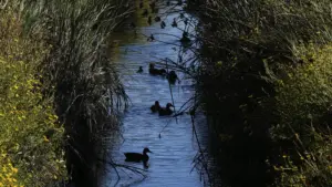 climate-coastal-restoration