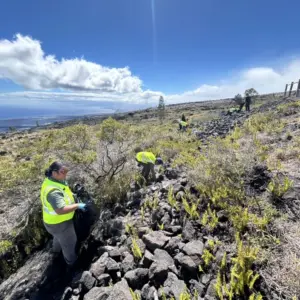 friends-hawaii-volcanoes-national-park-beautification