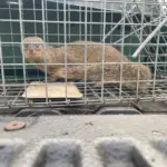 mongoose-capture-kauai-sept-2025-kisc-scaled