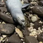 rs34-deceased-trailing-line-oahu-noaa-fisheries