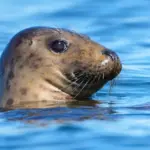 sea-mammal-protections