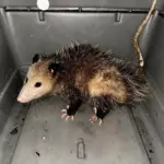 opossum-dept-of-agriculture
