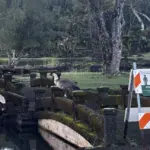 nene-in-hilo-dlnr-photo