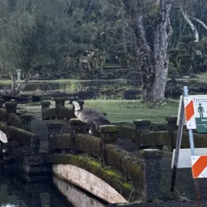 nene-in-hilo-dlnr-photo