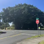 hilo-banyan-tree-hawaii-county-photo