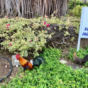 feral-chickens-hawaii