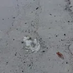 whale-carcass-dlnr-photo