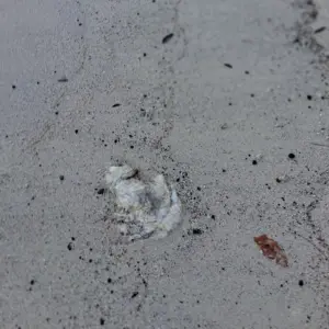 whale-carcass-dlnr-photo