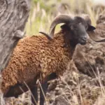 feral-sheep-dlnr-photo