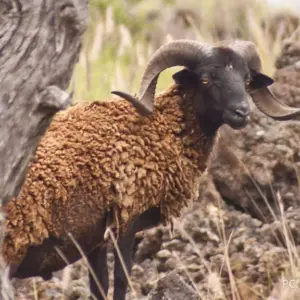 feral-sheep-dlnr-photo