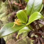 new-plant-discoveries-dlnr-photo