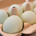 egg-prices-settlement