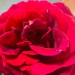 Mothers day