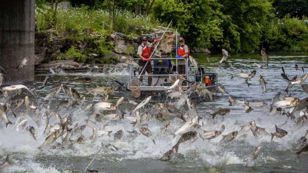 asian-carp-ky-wildlife