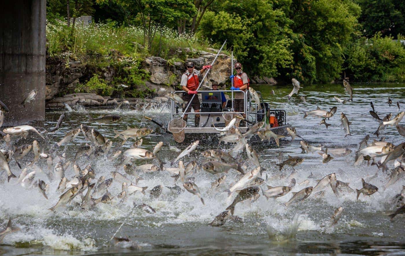 asian-carp-ky-wildlife