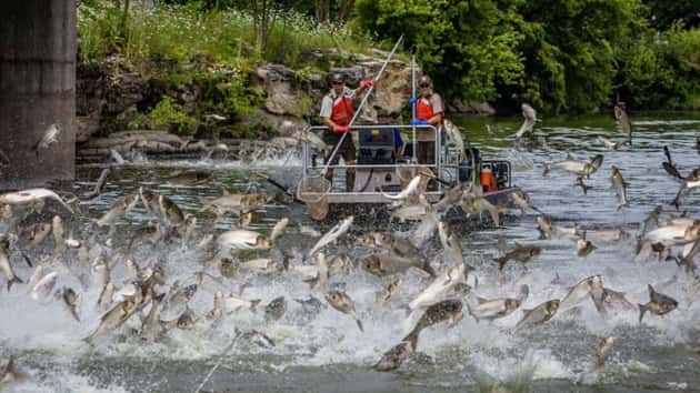 asian-carp