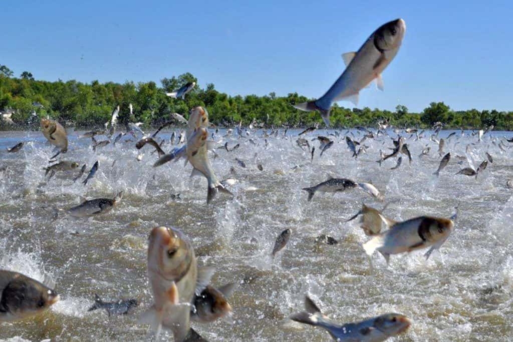 $25M To Erect Asian Carp Barriers On Tennessee, Cumberland Rivers