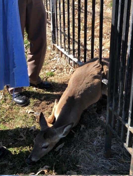 graves-co-deer-rescue