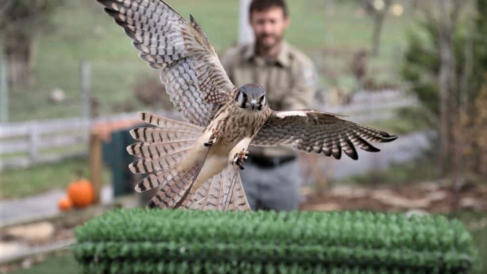 fish-wildlife-hawk