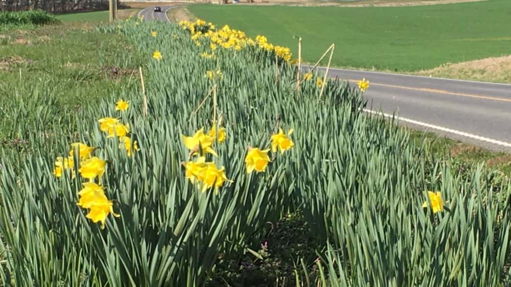 ky-jonquils