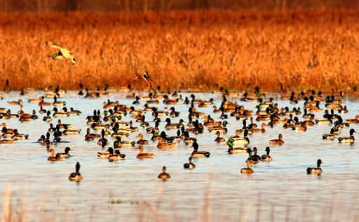 refuge-duck-flock